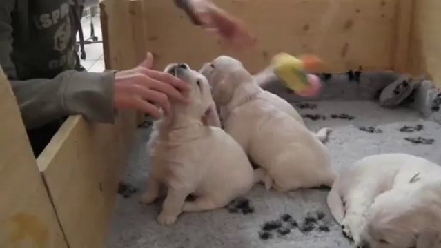 Chiots golden retriever à 3 semaines - 2