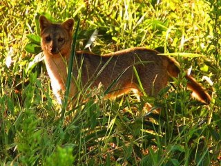 JÓ CAP 4 - A BÍBLIA NA LINGUAGEM DE HOJE