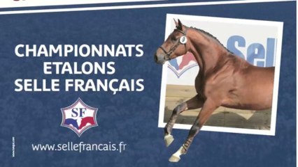 journées du selle Français et CSI st Lô