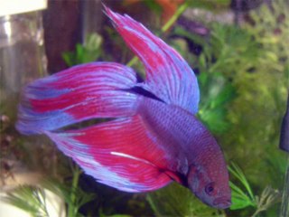 JÓ CAP 15 - A BÍBLIA NA LINGUAGEM DE HOJE