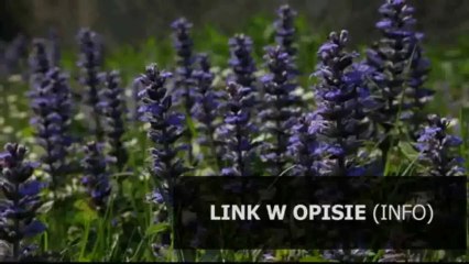 spolszczenie nfs most wanted chomikuj.pl