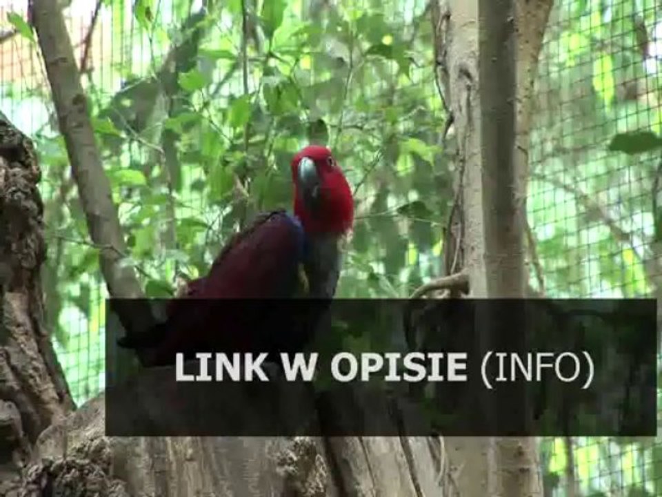 darmowy antywirus avast 4.8 do pobrania