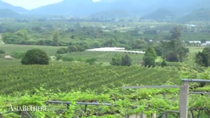 Hua Hin Hills Vineyard