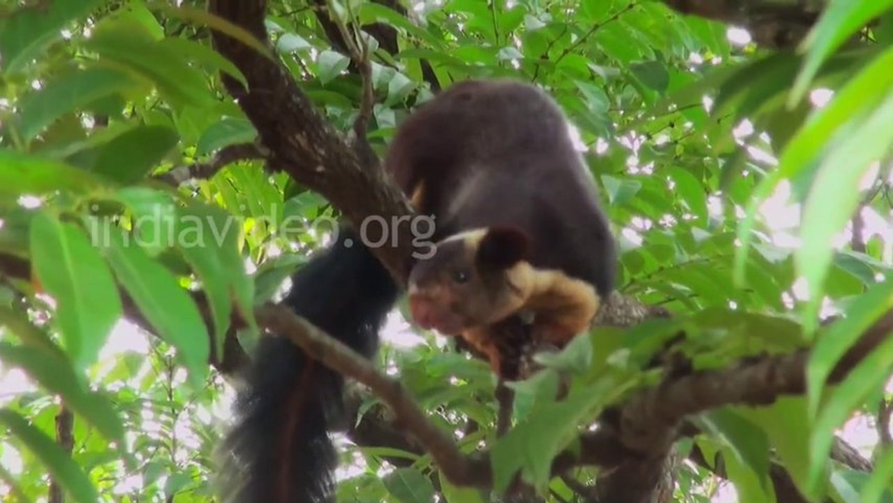 Malabar Giant Squirrel Wayanad India