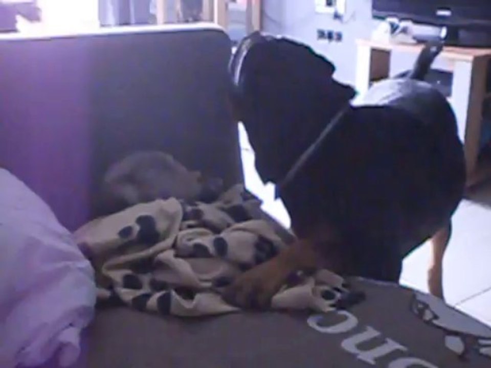 Izzy et Nîm l'amour vache