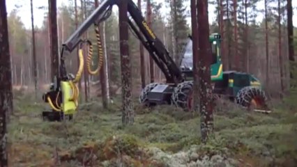 AFM 50 Corona harvester head on Logman cutting Softwoods