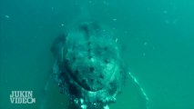 Love story between a Whale and a cameraman....Huge humpback whale smacks diver cameraman