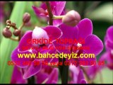 ORKİDE TOPRAĞI, orkide-topragi, orkide-toprağı, orkide-bakımı, orkide-yetiştiriciliği, orkide toprak değişimi, orkide-toprağı