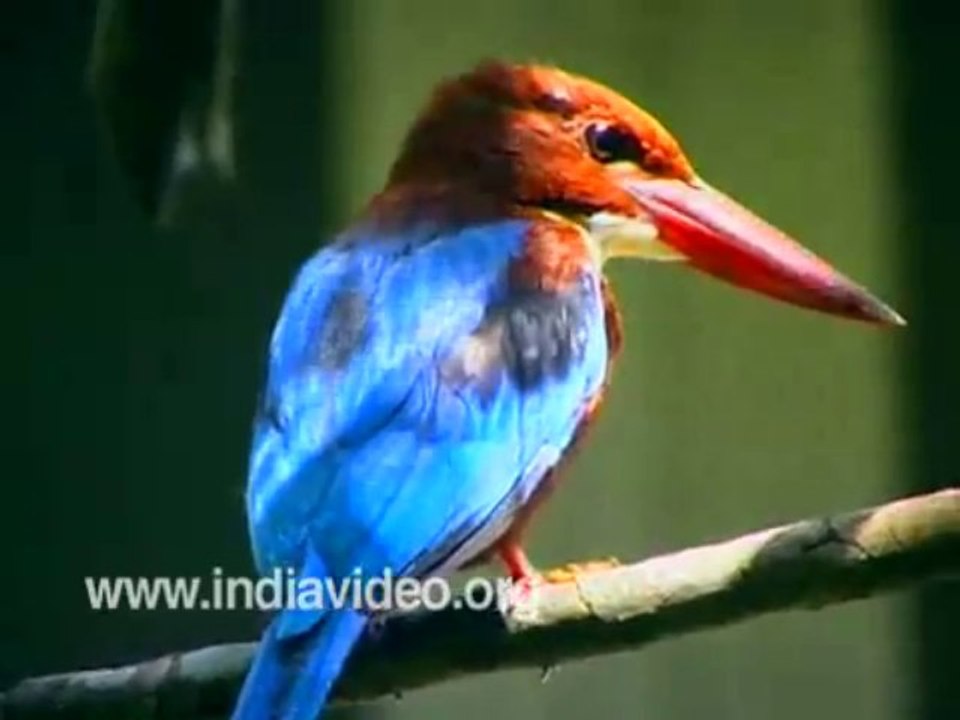 Kingfisher Wildlife India