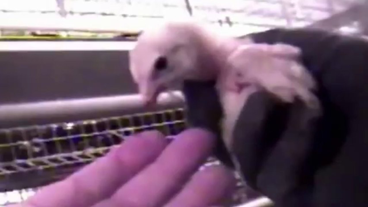 La video choc qui fait trembler Mc Donald's™