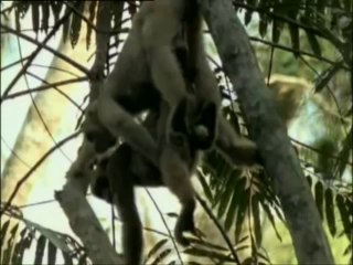 La vie privée des animaux (18 ans+)