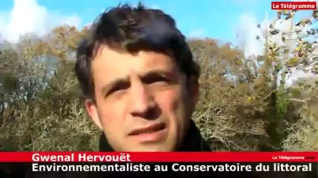 Fouesnant (29). A la reconquête de la biodiversité du marais