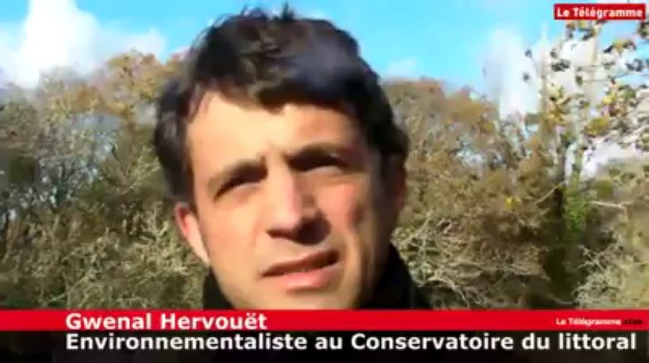 Fouesnant (29). A la reconquête de la biodiversité du marais