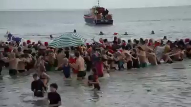 Baignade des otaries à Fouesnant