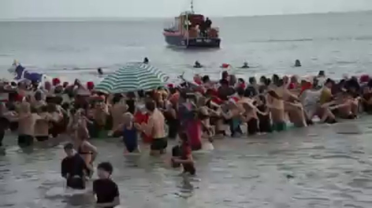 Baignade des otaries à Fouesnant
