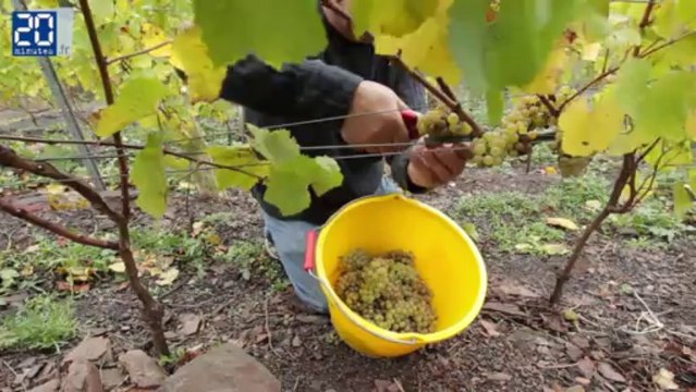 Les premières vendanges du vin de terril