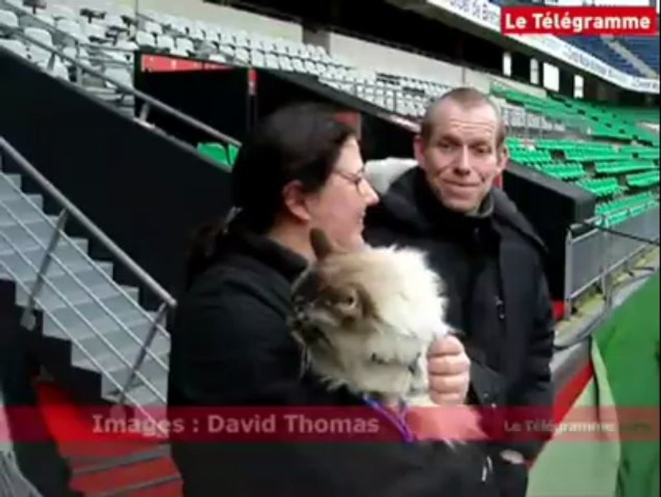 Stade Rennais. Vu à la télé : Tigrou retrouvé sain et sauf !