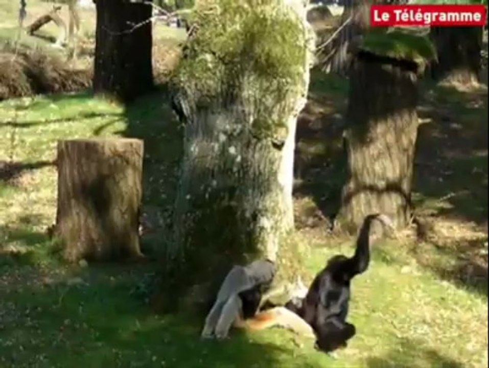 Branféré. Réouverture du parc animalier