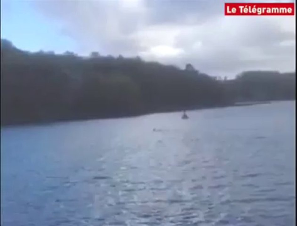 Carantec. Un chevreuil à l'eau?