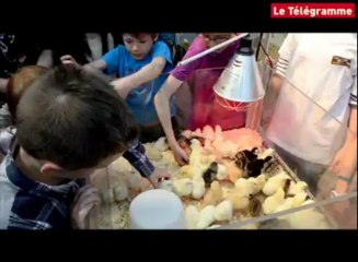 Saint-Brieuc. Au salon les Terralies