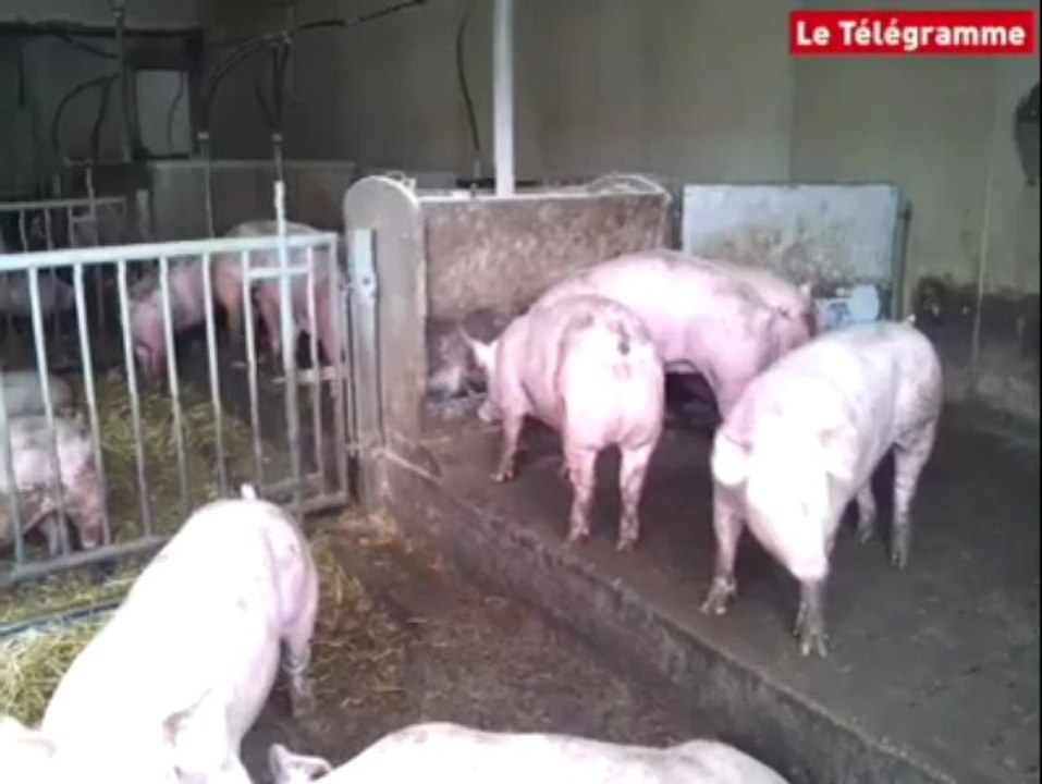 Plonévez-Porzay. Xavier Beulin visite une porcherie