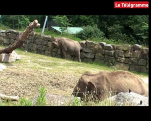 Zoo de Pont-Scorff. Suspicion de tuberculose chez un éléphant