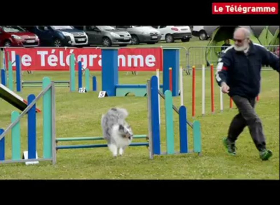 Saint-Brieuc. Le concours d'agility réunit 75 équipages