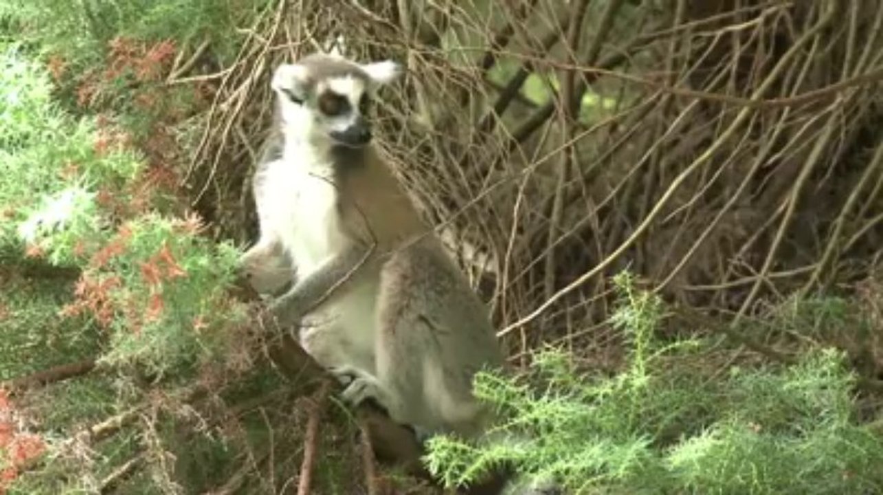 Le Guerno. Le parc de Branféré met en avant son Green Globe
