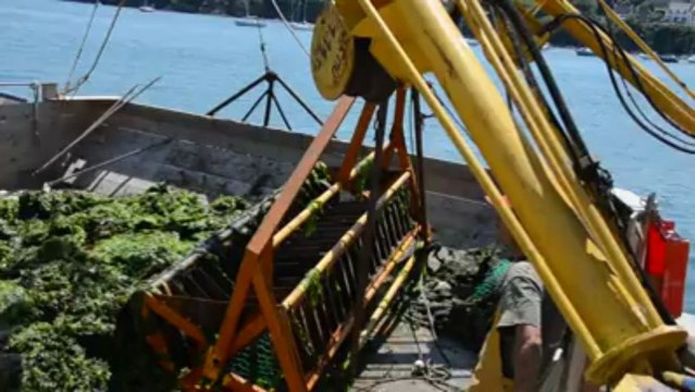 Ramassage d'algues vertes en baie de Douarnenez