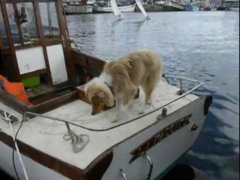 Régates dans le port de Paimpol