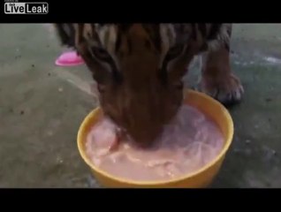 Calling a dog from the pool. ...Wait, that's not a dog!