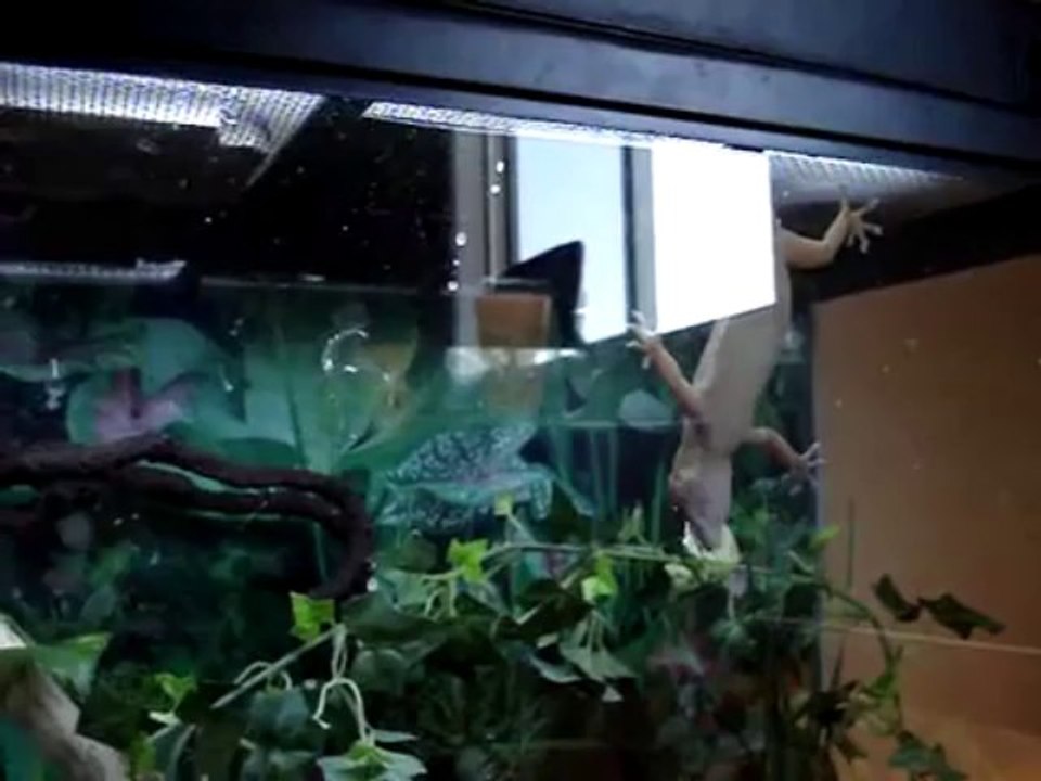 Gecko vs Papillon
