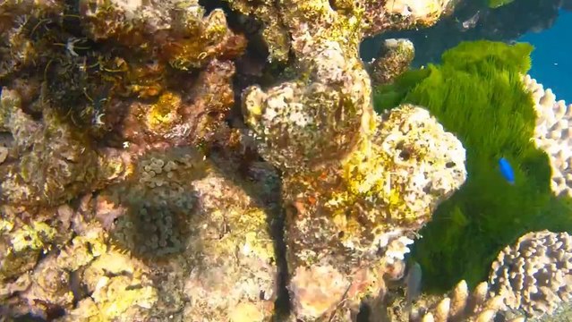 Diving at the Great Barrier Reef