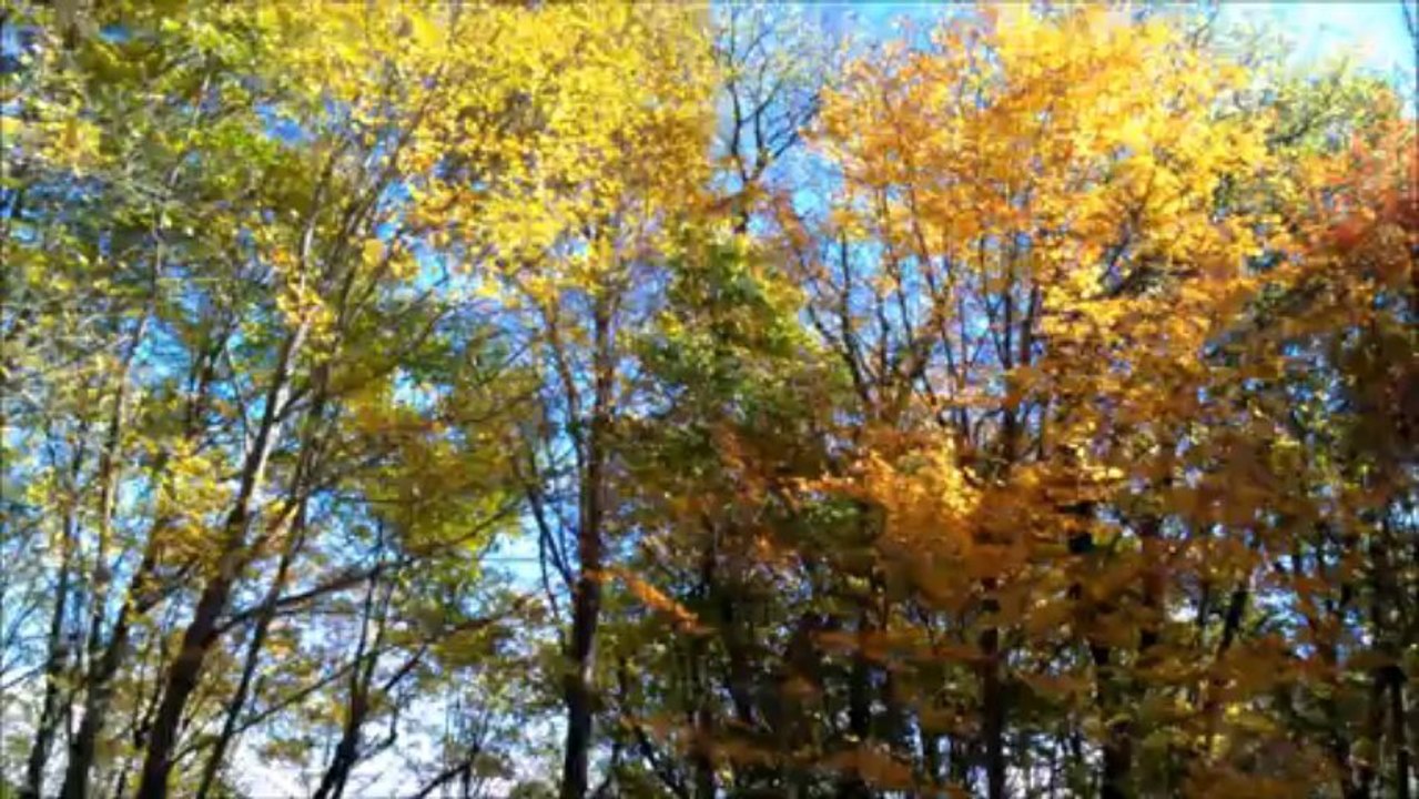 Autumn's Impression 2013