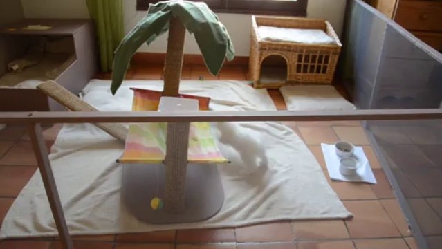 bagarre 2 chatons en haut (21/10/2013)