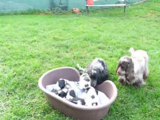 Les chiots de Laly font connaissance avec les "tatas"