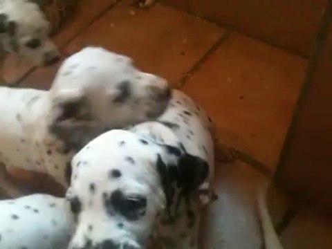 Chiots de darling 1 mois