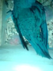 Bébé perruchon Catherine égaré dans le coin du nid