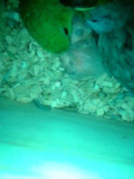 Nourrissage des bébés Catherine par leurs parents