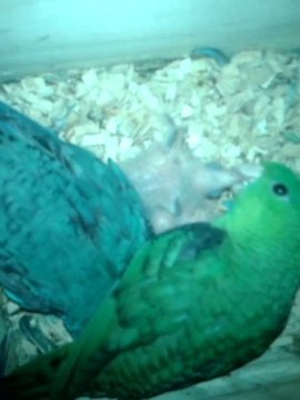 Nourrissage des bébés Catherine par leurs parents (video 2)