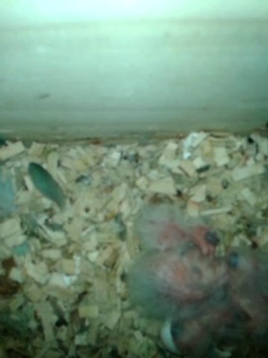 1ère repro de mon Couple Perruches Catherine eam (couple tout juste âgé de 2 ans)