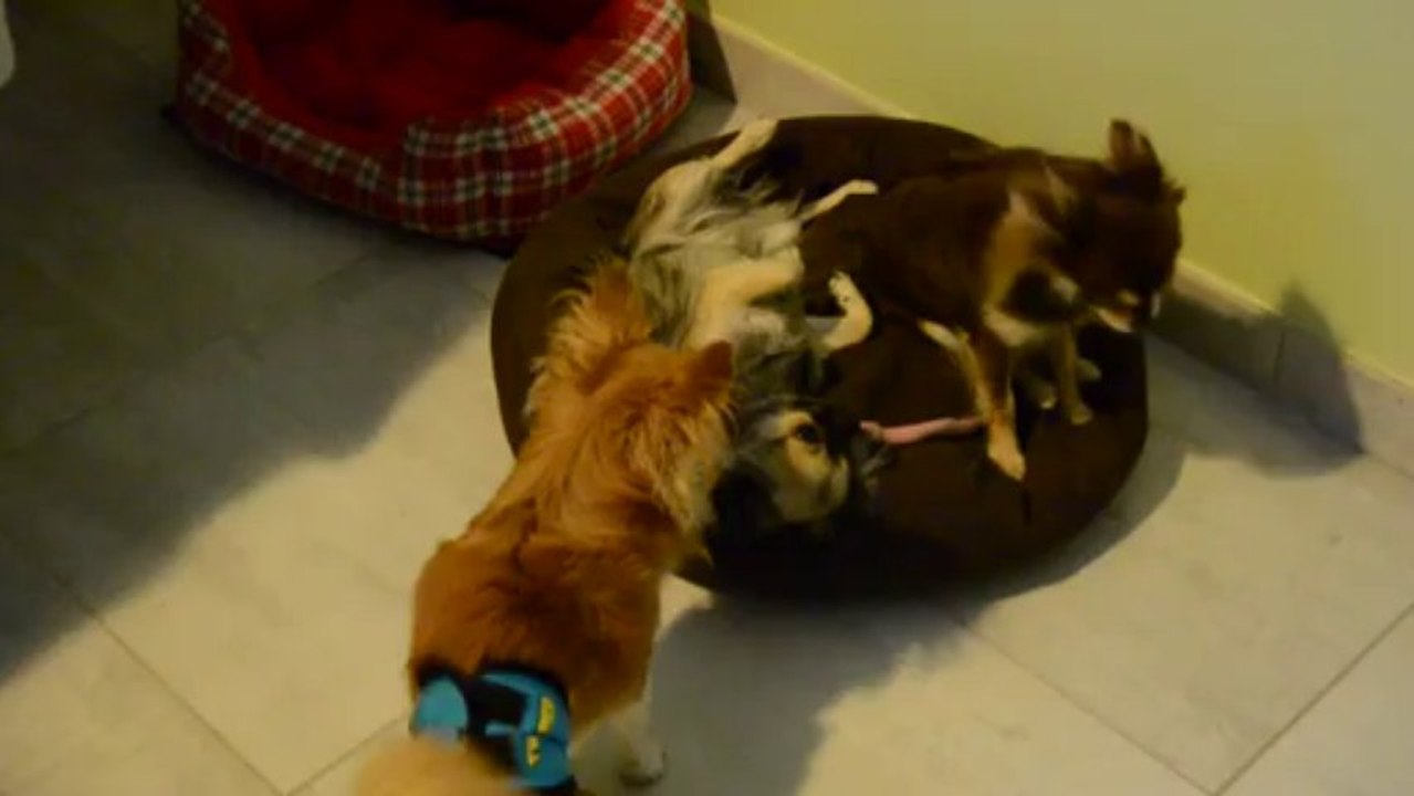 Eros et Gilda, chihuahuas PL : bientôt la nuit de noces