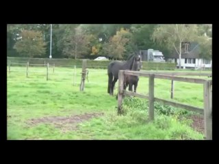 COLT 2013 Hofrat x Special D