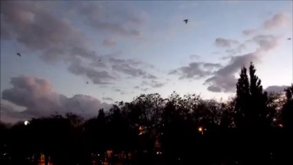 Czarne wrony nad Leclerkiem