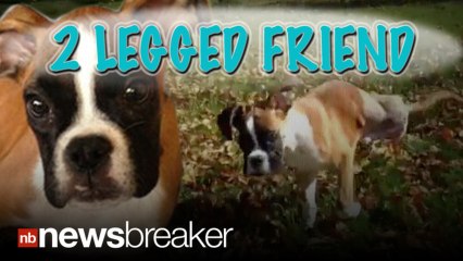 Dog Learns to Walk on Two Front Paws After Deformed Back Legs Amputated