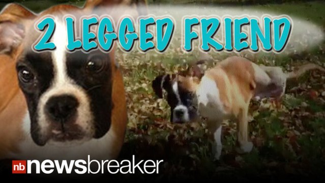 Dog Learns to Walk on Two Front Paws After Deformed Back Legs Amputated