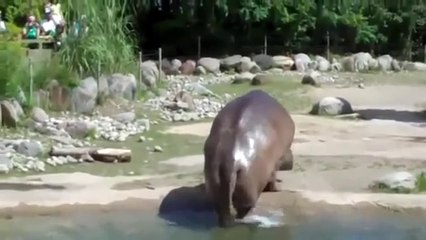HAHAHA Hippo Poops EVERYWHERE!