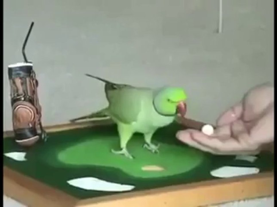 Intelligent Parrot