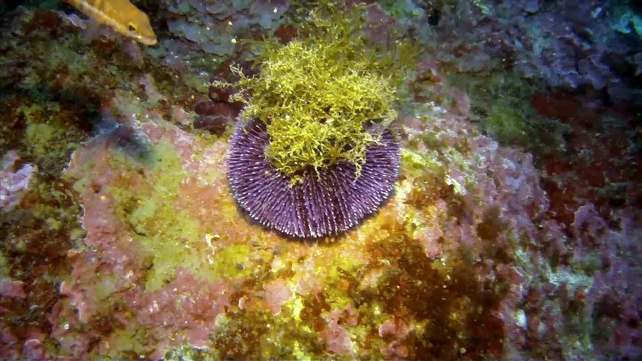 Plongée La Selva 2013