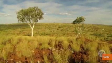 Researchers Discover Gold Growing in Trees in Australia